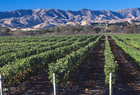 Marlborough 101202.jpg